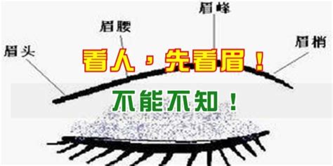 眉毛散|從眉毛看一個人的健康、財運、個性、愛情…太準了！。